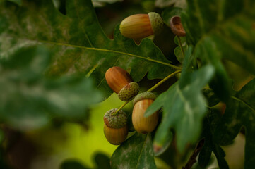 acorns and oak leaves © Ruslan