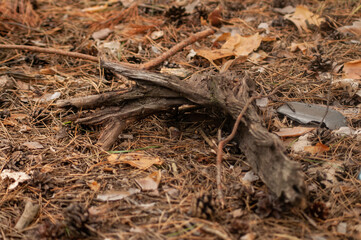 ree stump