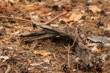 ree stump