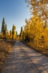 Country road through aspen trees in the autumn