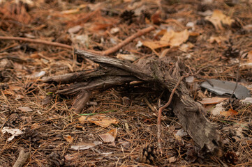 ree stump