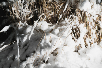 Snow-covered bushes in winter