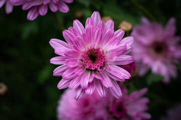 close up of pink aster