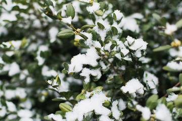 Snow-covered bushes in winter