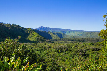 Maui forest