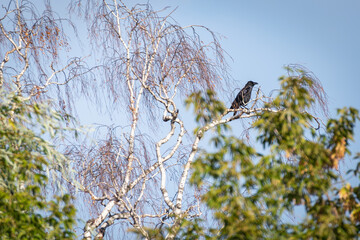An old raven sits on a birch (tree).
