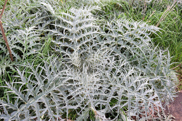 thistle leaves