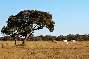Obraz premium three cows in the pasture in brazil
