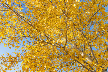 Yellow leaves and branches with blue sky background