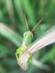 grasshopper on a leaf