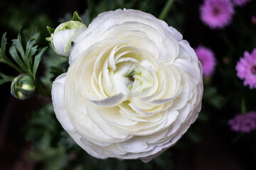 white rose in the garden