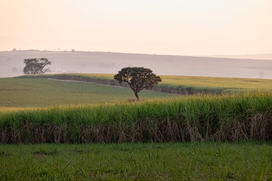 landscape with a tree in the cane field