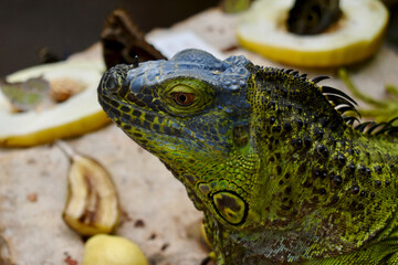 Closeup of a green iguana's head