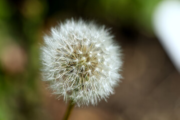 Obraz premium white fluffy dandelion Taraxacum officinale on a green and brown blurred background. close up