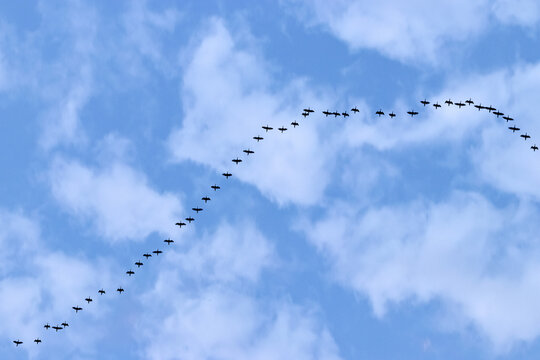 clouds and birds in the sky