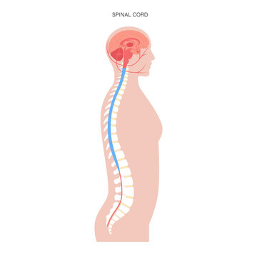 recommend clip art: Spinal cord anatomy