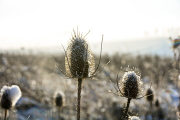 Teasel on  field in winter with snow and lens flares