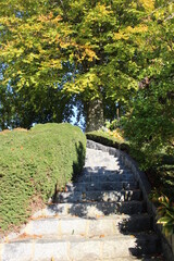 A large canopy of tree overhangs a stone steps