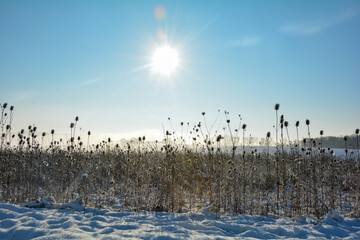 Wild teasel in a field in winter with snow at sunrise