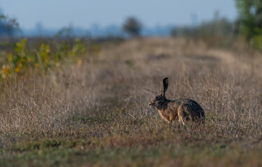 a wild rabbit in the dry grass of the field
