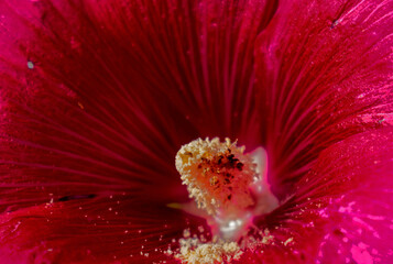 close up of a red flower