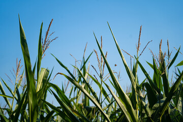 Agribusiness and agriculture, farmland in France Brittany region. Green corn crop field in northern France in Bretagne. Cereals and forage crops corn. agricultural land under organic production