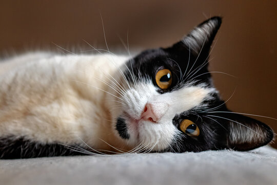 portrait of a cat