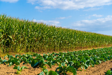 Agriculture in France is Bretagne region. Fields of ready to harvest corn in late summer. Cultivation of grain crop of corn in north of Europe. Maize hybridization field Brittany region of France