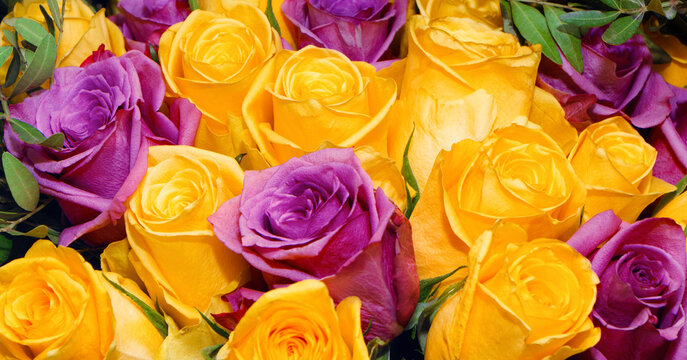 Floral background of pink and yellow rose flowers