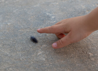 A child's hand points to a creeping insect woodlouse
