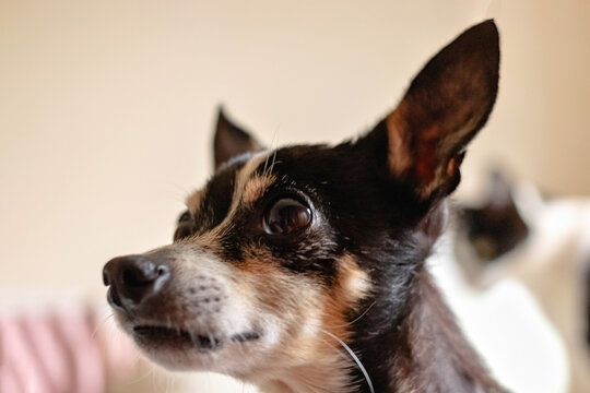 close up of a dog