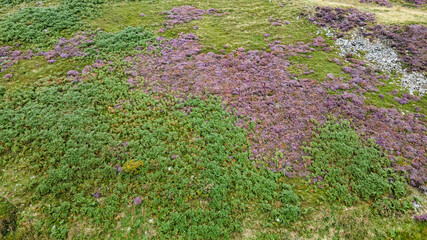 Green and purple field full of lavanders.