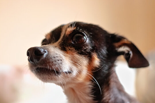 portrait of a dog