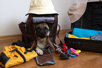 Pack of luggage for traveling with pets. Pug dog sits in dog carrier and waiting for a travel. 