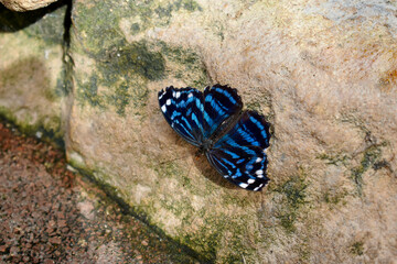 Closeup of a Mexican Blue Wave butterfly (dorsal) on a stone, Butterfly Farm, Stratford-upon-Avon,...