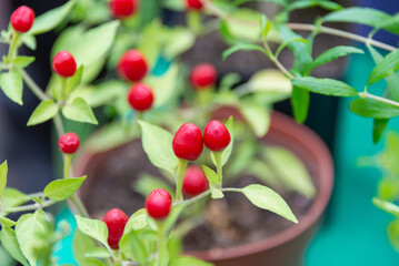 Small, round, homemade red pepper.