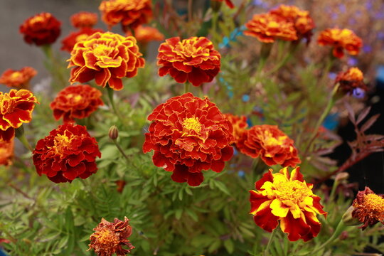 beautiful orange flowers marigolds or Tagetes patula close-up
