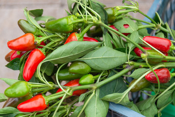 Small, homemade red pepper. Seedlings of red pepper.