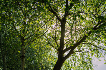 tree in the forest cordoba argentina