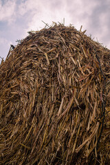 hay bales in the field