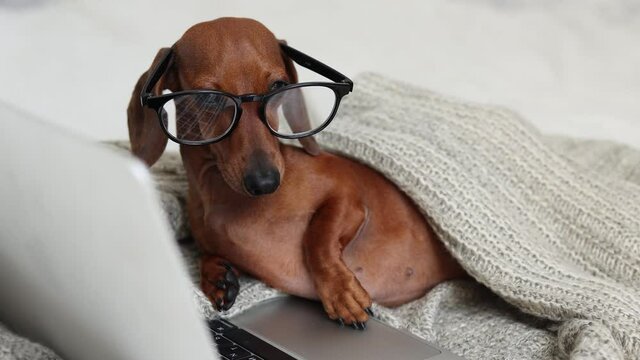 a cute dachshund dog with glasses and a knitted blanket is lying on the bed, working with a laptop. high-quality 4K video recording. High-quality frames in 4k format