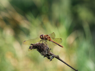 Red dragonfly basking in the sun