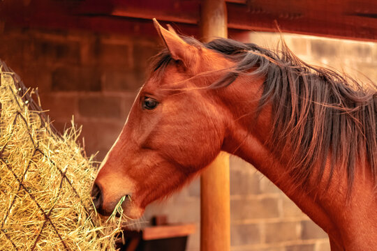 portrait of a horse