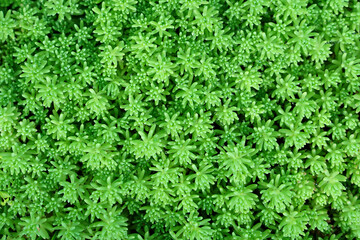 Small green leaves of plants with water drops grow on the ground and evenly cover the entire surface