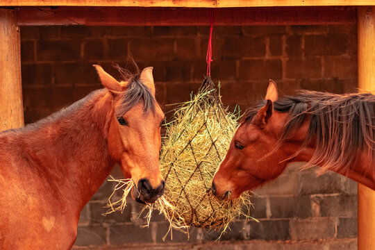 two mangalarga horses in stable