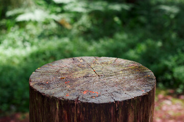 Naklejka na ściany i meble Сlose up of a tree stump in green forest. Nature wooden background.