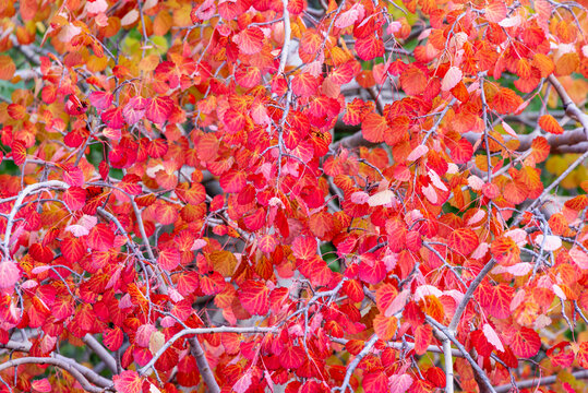 Red leaves of an aspen tree in autumn. Beautiful picture for background and screensaver.