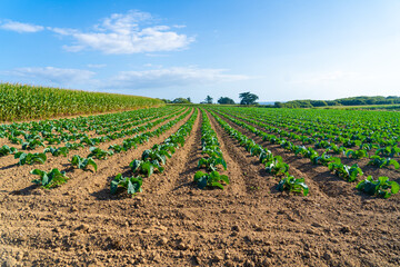Fototapeta na wymiar Field of beautiful cauliflowers in Brittany. France. Farming organic green cabbage lettuce on a vegetable plot in the French Bretagne region. Bio organic agriculture production concept