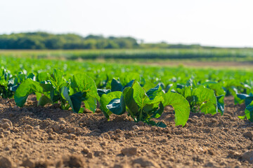 Cabbage cultivated fields in Bretagne in French countryside. View of a green cabbage patch field in Brittany, France. White cabbage, cabbage field, vegetable. Brassica oleracea var. capitata f. alba