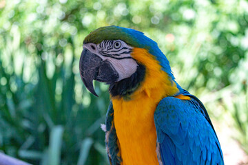 Obraz premium Blue and yellow macaw
